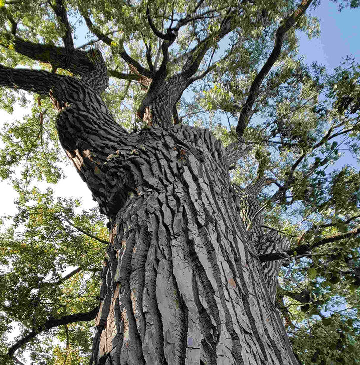 The Unsung Antioxidant: What Maritime Pine Bark Can Teach Us About Cellular Defence