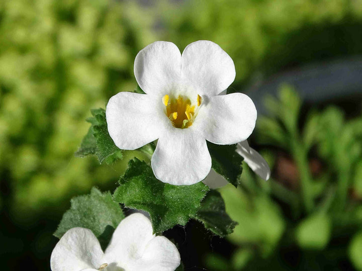 Rooted in Memory: How Bacopa Monnieri Supports Mental Resilience